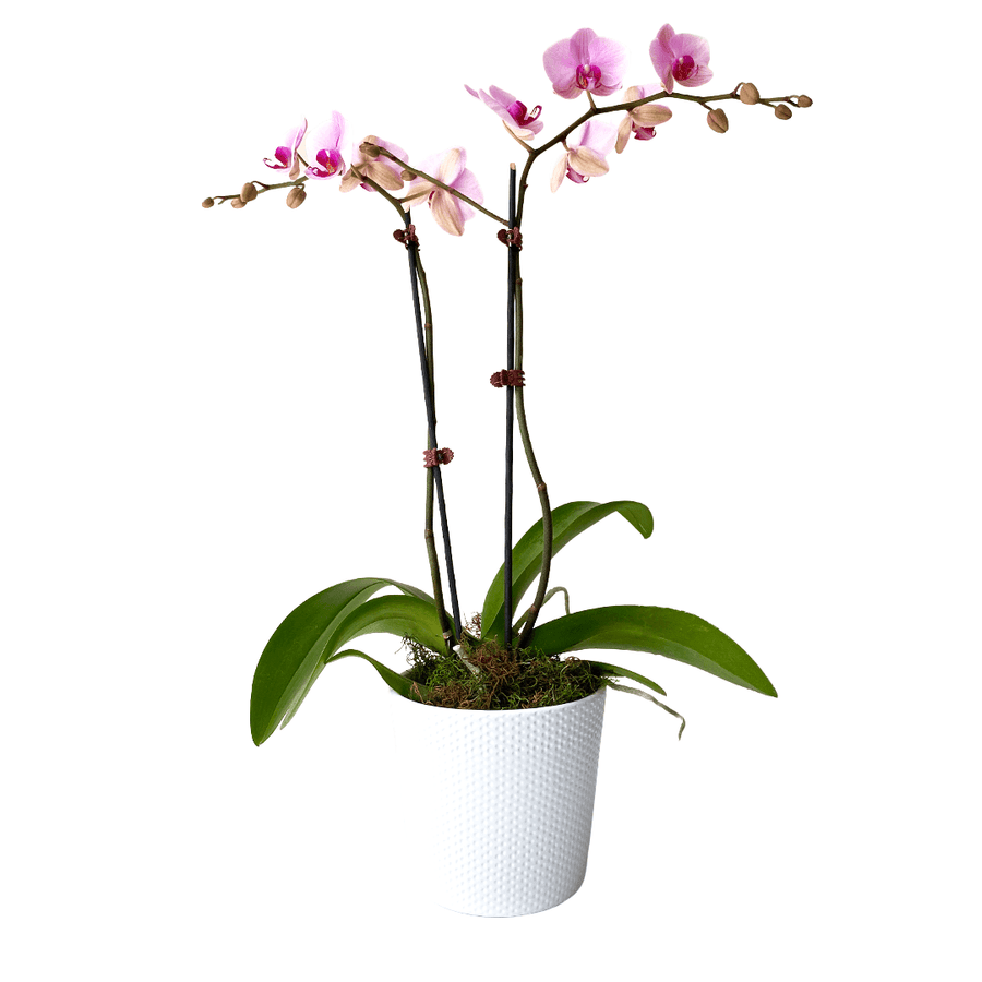 Coloured Orchid in Pot - URGENT ONLY