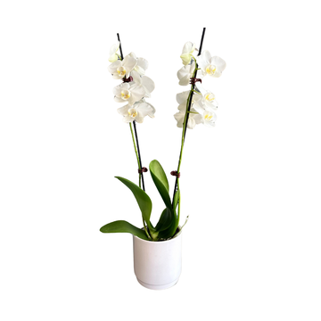 Orchid White Double Stem in Pot (URGENT COURIER ONLY)