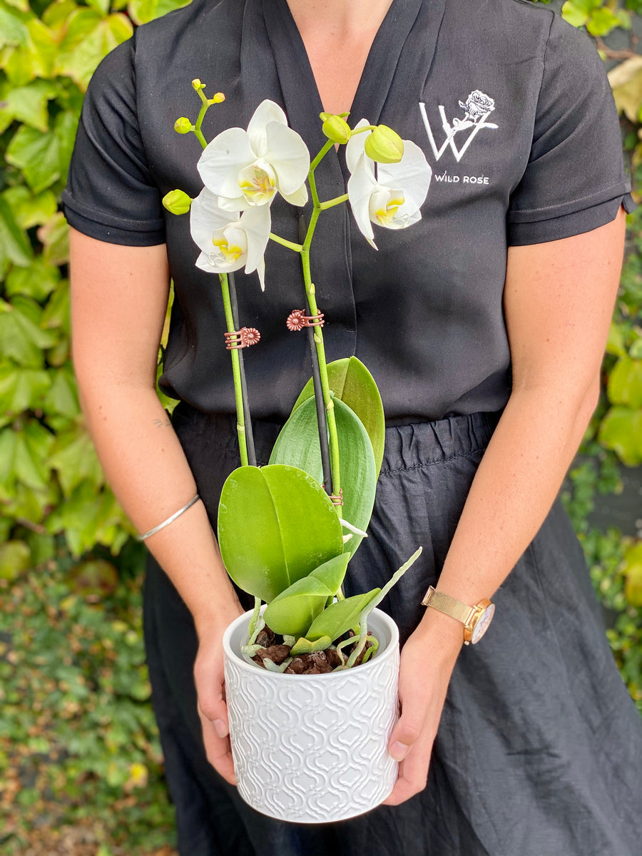 Orchid White Double Stem in Pot (URGENT COURIER ONLY)