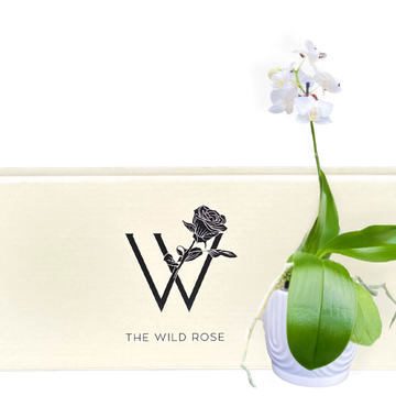Orchid Plant Gift Box