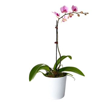 Coloured Orchid in Pot - URGENT ONLY