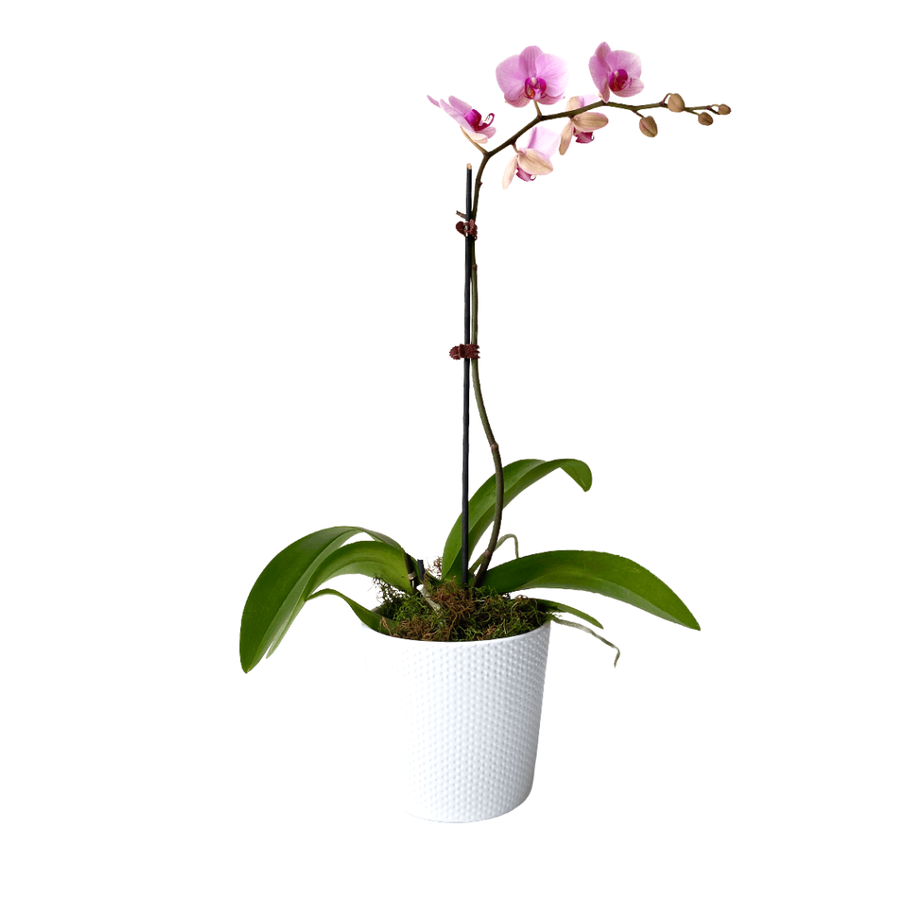Coloured Orchid in Pot - URGENT ONLY