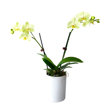 Mini Phalaenopsis Orchid