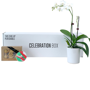 ORCHID FLORAL PLANT GIFT BOX WITH CELEBRATION BOX AND THE WILD ROSE. DELIVERY NZ WIDE AND AUCKLAND SAME DAY.