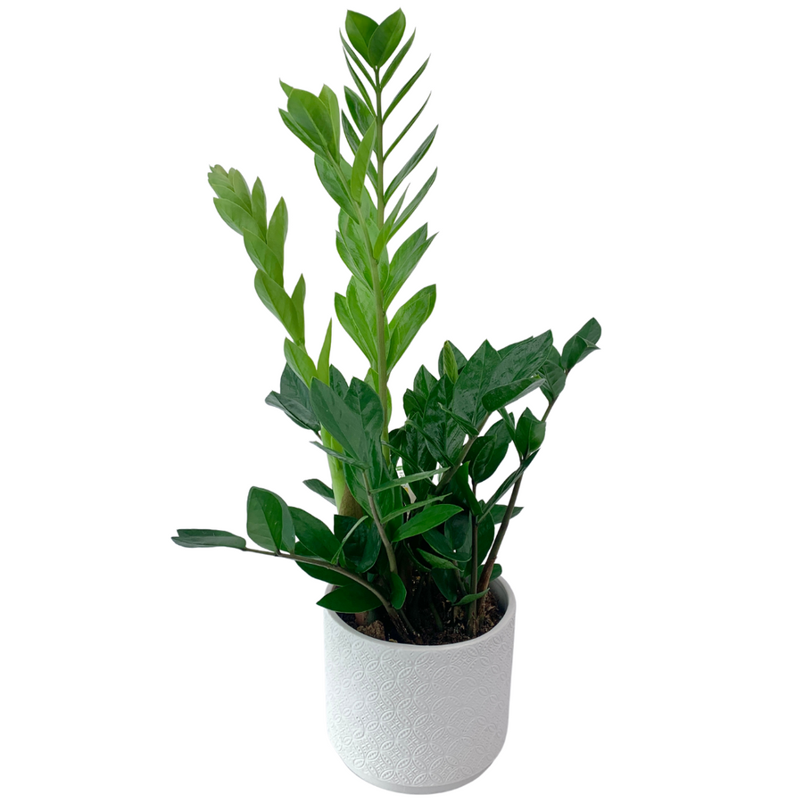 Zanzibar Gem Plant (AUCKLAND ONLY)